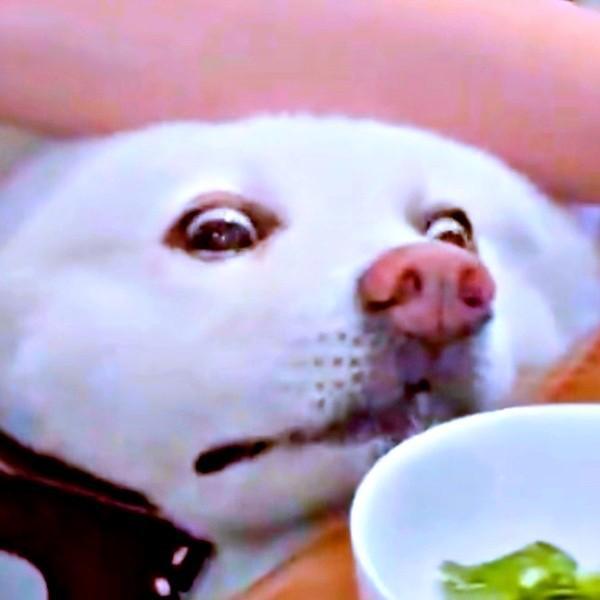 「今日のごはんは何かな？」真剣に見つめるまゆちゃん（画像提供：秋田犬まゆさん）