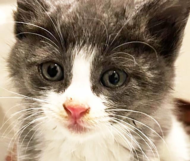 何故か車道の真ん中にいた子猫のごはん