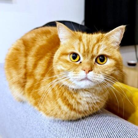 頭が行方不明!?容器にハマって独特の姿勢で寝る猫がホラー級「事件ですね」「犬神家的なヤツ」