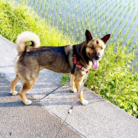 元保護犬、散歩中に「楽しいね！」　何度も振り向く姿に「かわいすぎ」「生きること喜んでる」