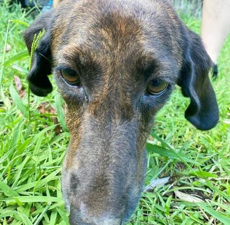 飼い主が亡くなり、ひとりぼっちになっていたワンコ