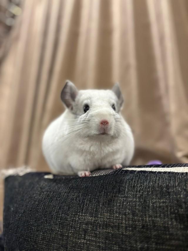 チンチラのしらこさん