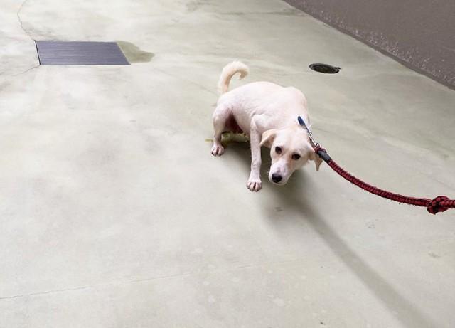 動物愛護センターに収容されたワンコ親子の母犬。左前足先が欠損しています