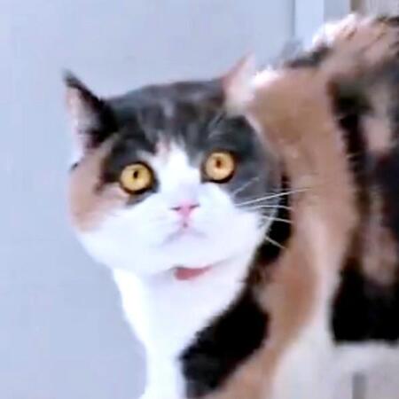 猫さん、「やんのか」ポーズからのあっさり素通り謎ムーブ　「小走りワロタ」「永遠に見てられる」「おっと通りますよ感」