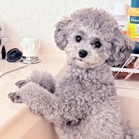 ころころ回りながら閉まるお風呂のフタを追いかけ…元気な犬が二足立ち　軽快ステップに「かわいいが大渋滞」「キュートな両足3ステップ」