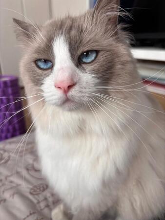 パパ撮影が撮影した猫さんは、きりっとしたお顔　でもママが撮影すると…表情の激変に驚きの声