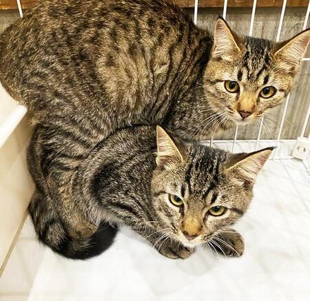 人間を睨みつけていた外猫たち　保護後、献身的なお世話でデレデレの甘えん坊に大変身！