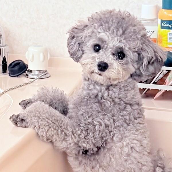 お風呂のフタを閉めるのは日課になっているエマちゃん（画像提供：エマです！さん）