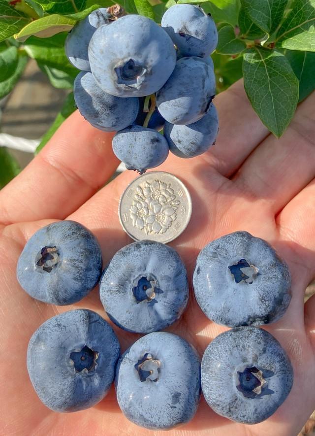 大きい…！（画像提供：岩崎ファーム）