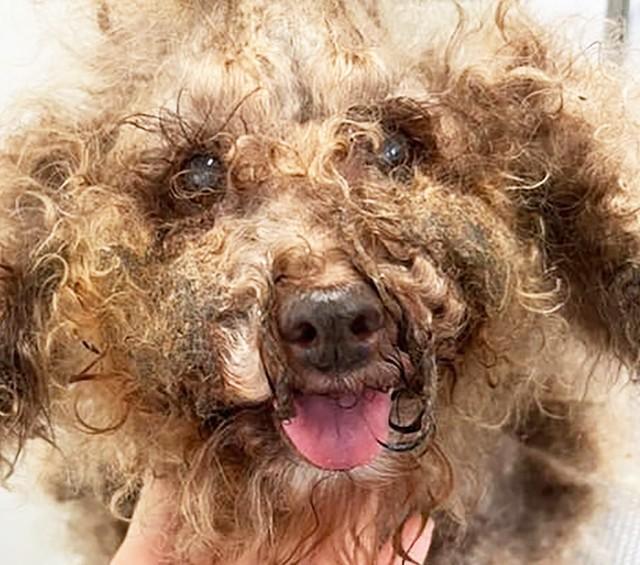 長期間、適切なお世話を受けてこなかったことが丸わかりのむっちゃん