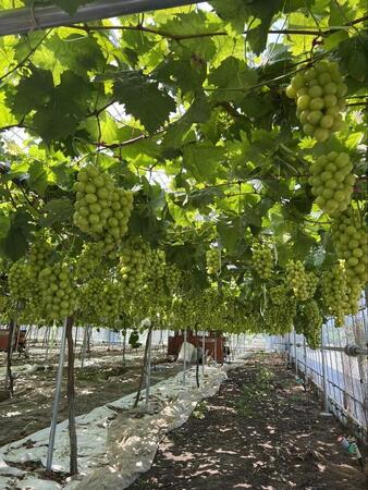 そんなに尖らなくても…ブドウ農園の自信作は別名レディースフィンガー　「ドリアンみたい」「強そう」「悪魔の実？」　