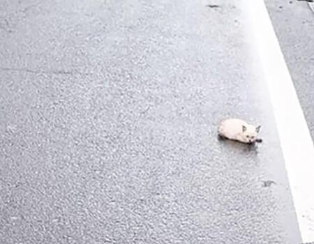 車道の向こうに小さな動物…子猫だ！　交通事故で足を骨折も愛情受けて完治　そして届いた「うちにおいで」