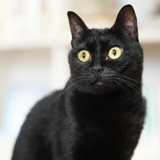 凛々しい表情でたたずむカギ。「黒猫の魅力をもっと伝えたい」（山根さん）