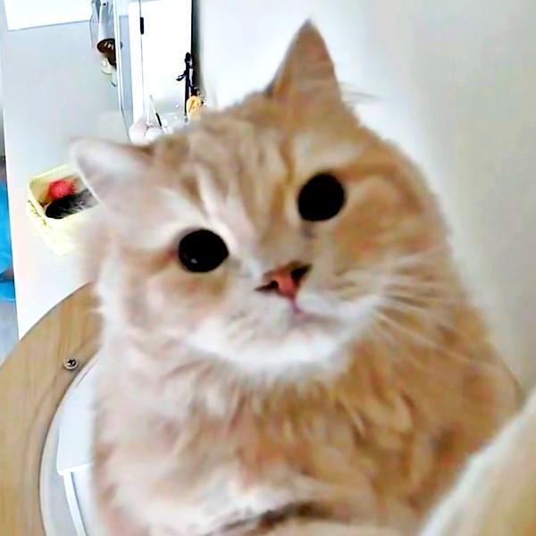 見守りカメラをじっと見つめるつきみくん（画像提供：つきみねこさん）