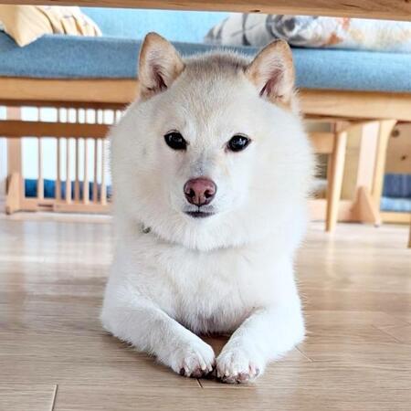 ナデナデしてほしい柴犬が見せた「うらめしや～」「「ヤヴァい」「かわいすぎてあの世に行けない」