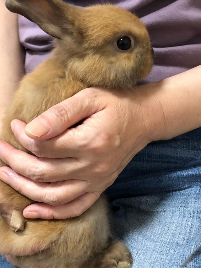 この子は優しい里親さんがみつかりました！（「ペットの旅立ち 福島店」さん提供）