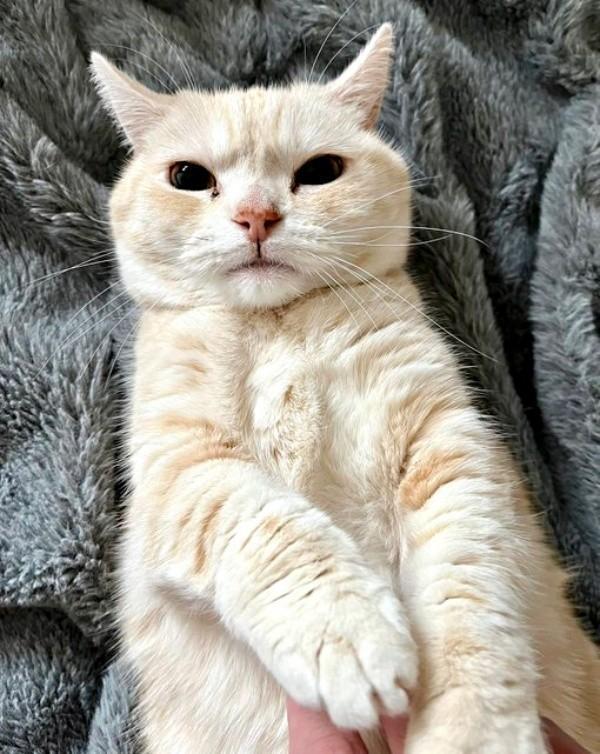 仰向けになってくつろぐさくらちゃん（画像提供：さくらとかえでさん）