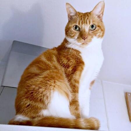 「このままでは死んでしまう」猛暑の屋根から12年前に救った子猫　ひとりが好きだったけど、「甘えん坊おじいちゃん猫」に