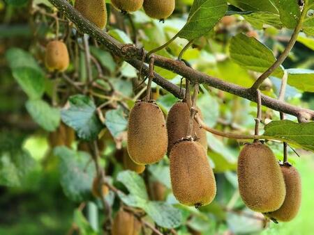 「初めて見た」キウイを切ったら…双子だった!？　　SNSで話題「可愛い」「びっくりしますよね」
