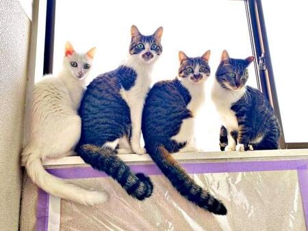 「助けてください！」ねずみ取りに4匹の子猫　SNSで助けを求めて2年…「あのとき見捨てなくてよかった」