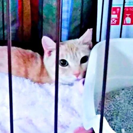 認知症のおばあさん宅から保護された猫→2匹の愛猫を見送って寂しくなったお家に　今では飼い主の「頼れる妹」