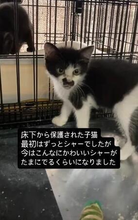 空き家の床下に閉じ込められた子猫を救出　多くの人の協力で生後2ヶ月の命が奇跡的に助かった