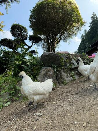 真夏の草むらに烏骨鶏8羽、誰が置きざりに？　保護した女性が伝えたいこと