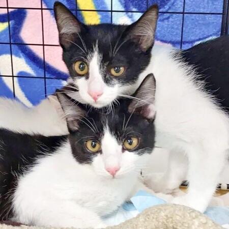 猫の譲渡会で出会った涼し気な目元のおっとり不思議ちゃん ブドウ膜炎や血便…FIPの不安を乗り越え、家族を笑顔にする存在に