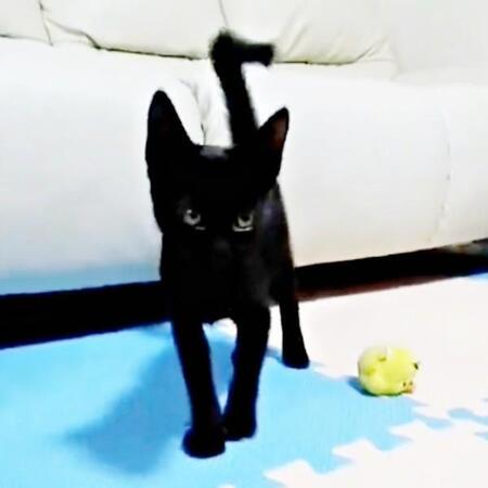 あの日あの時あの場所で…雨の中、どこかで鳴いていた子猫と運命の再会 良き相棒だった先住猫との別れも乗り越え、弟分と日々にぎやかに