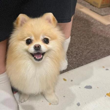 帰るのが辛くなりそう…（画像提供：ポメラニアンの若様さん）※一部トリミング