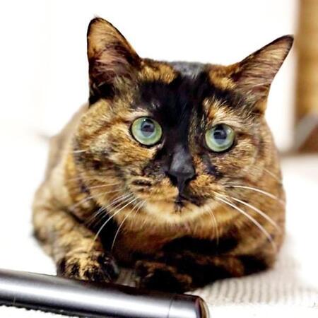 譲渡会では子猫が人気だけど…「大人猫の魅力も知ってほしい！」　5匹の子を守り抜いた元保護猫を4歳半でお迎えした飼い主が語る