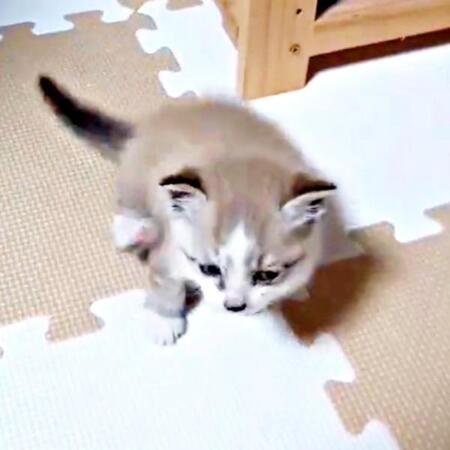 会社の柱の中から悲痛な鳴き声が…！？現れたのは生後3週間ほどの顔の汚れた子猫　先住猫を失い悲しみに暮れていた家族の“光”に