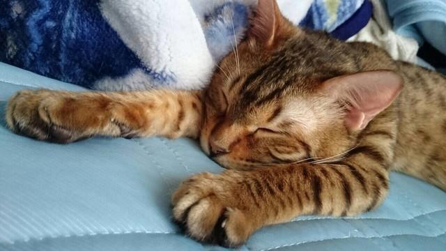 「たろっぺ」と呼ばれた一匹の猫。2025年7月14日、12年の生涯を閉じた（猫奴隷さん提供）