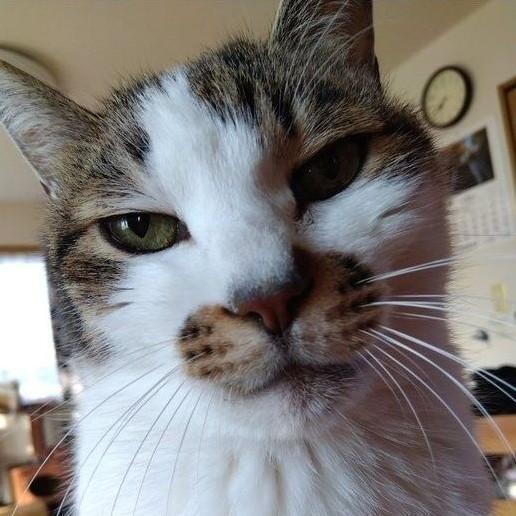 お鼻周りの模様もかわいいシドくん