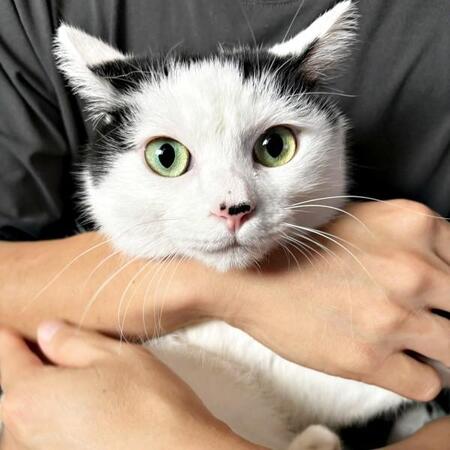 譲渡会では喉を鳴らして甘えてくれたのに…　お迎えした子猫の本性は「猫にはデレデレ、人間にはツンツン」タイプだった！？笑