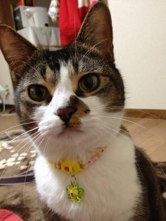 医者に「治った猫がいない」といわれた難病→奇跡的に回復したのに…緑や黒の液体を嘔吐 飼い主の判断は…