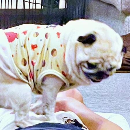 「パパ、おかえりー！」嬉しくてお腹の上でタップダンスする犬　“激しすぎる出迎え”に「グエッてなるやつ」「子どもと一緒」