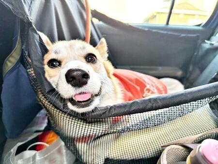 ドッグランで遊び倒したワンちゃんビフォーアフター 行きは笑顔、帰りは…ギャップに爆笑「電池切れww」「子どもみたい」