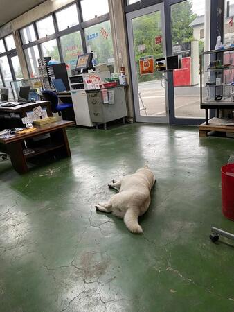 「ガソリンスタンドに寝転がる店長」に癒やされる人続出　白柴の“まつ店長”の自由気ままな姿が「さすがの接客」と話題に