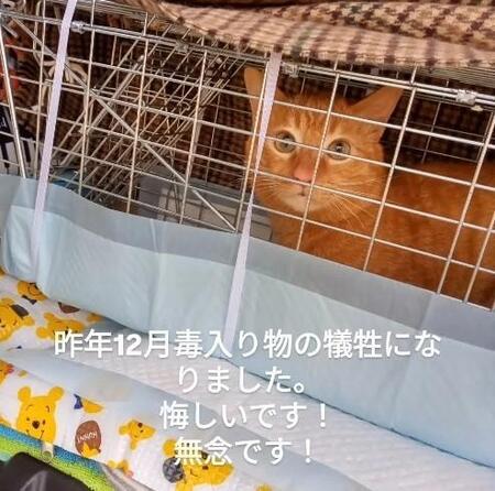 人懐っこい地域猫が毒餌で命を奪われた 泣き崩れた住民と「軽すぎる刑罰」への怒り
