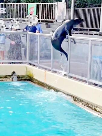 あああ脱走しちゃう~!アシカが柵にジャンプ、乗り上げてキョロキョロ→来園者騒然 スタッフが駆けつけた瞬間のリアクションに爆笑