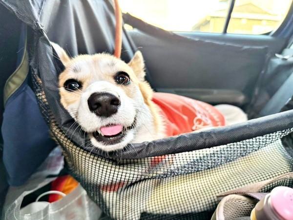 ドッグランへ行く前。にこにこ笑顔のコパンちゃん（画像提供：まろ眉のコパンさん）