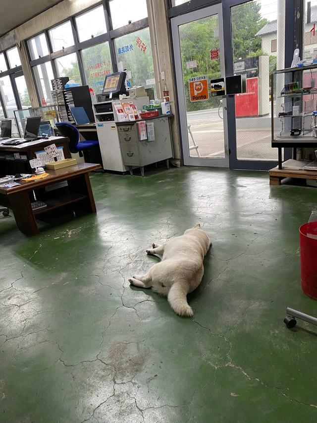 店内でごろんと寝転ぶ白柴犬のまつ店長／白柴まつさん（@bankinmatu）提供