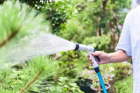 水やりは植物によって使い分けるのが大事※画像はイメージです（sharaku1216/stock.adobe.com）