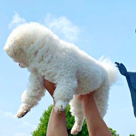 尻尾の毛をむしられている…牛久大仏×ふわもこ犬の神ショットに反響「むしってくださいませ」