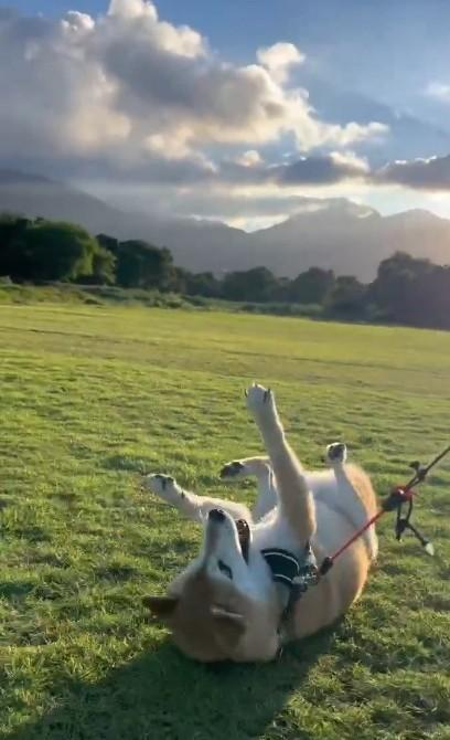 飼い主さんと一緒にお散歩する中で見せた“芝生の坂を滑り下りる”柴犬さんのユニークな姿（kaiさん提供、Xよりキャプチャ撮影）