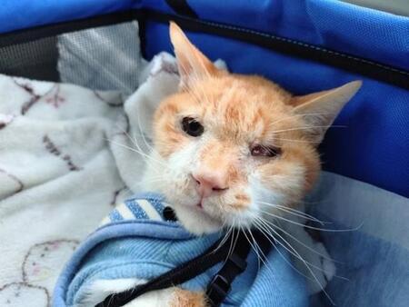 22歳で保健所に収容されたハイシニア猫を迎えて…一緒に過ごした2年間は宝物、「最期の愛情表現」に感涙