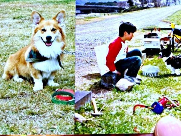 30年前、先代のコーギーたち→昨年の衝撃ショットに反響続々…（画像提供：閣下と下僕さん）