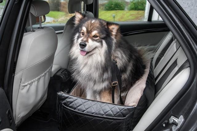 ワンちゃんも車酔いします！※画像はイメージです（Linda/stock.adobe.com）