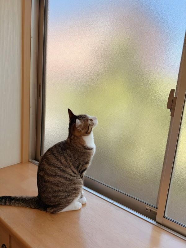 日中、またヤモリが来ないか窓辺で待つチョコくん（画像提供：Kamui_310さん）